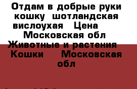 Отдам в добрые руки кошку, шотландская вислоухая › Цена ­ 1 - Московская обл. Животные и растения » Кошки   . Московская обл.